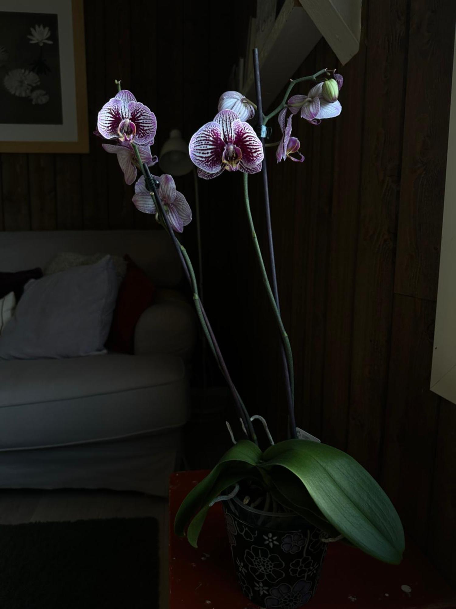Saga, Et Unikt, Sjarmerende Badehotell Med Fa Rom, Sauna Og Badebrygge - Inderoy Straumen  ภายนอก รูปภาพ